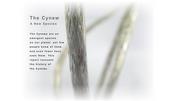 Cynew